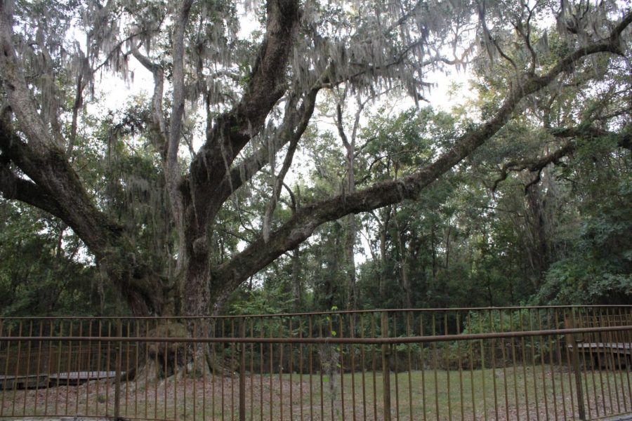 Quercur virginiana, or Oak, located in the Village Point park preserve 