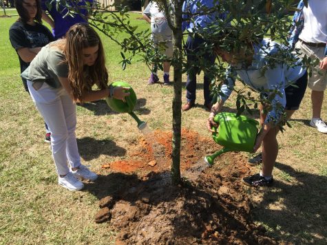 Club president Ansley Salmon waters the newly planted tree. 